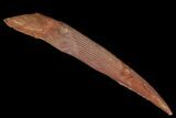 Fossil Shark (Hybodus) Dorsal Spine - Morocco #106551-1